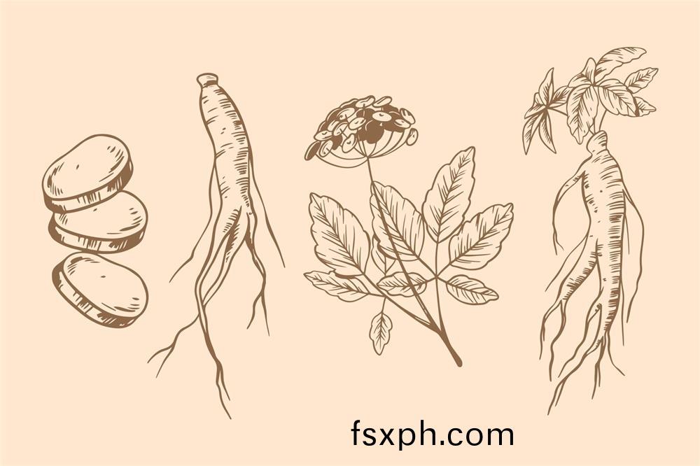 環(huan)黃(huang)芪醕